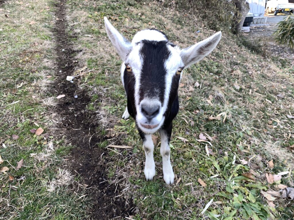 田舎暮らしの画像