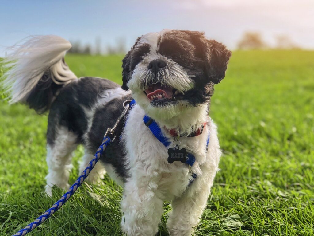 犬散歩の画像