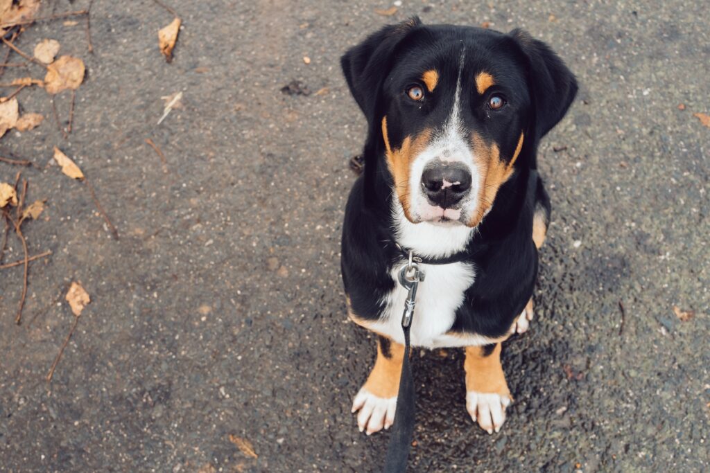 犬散歩の画像