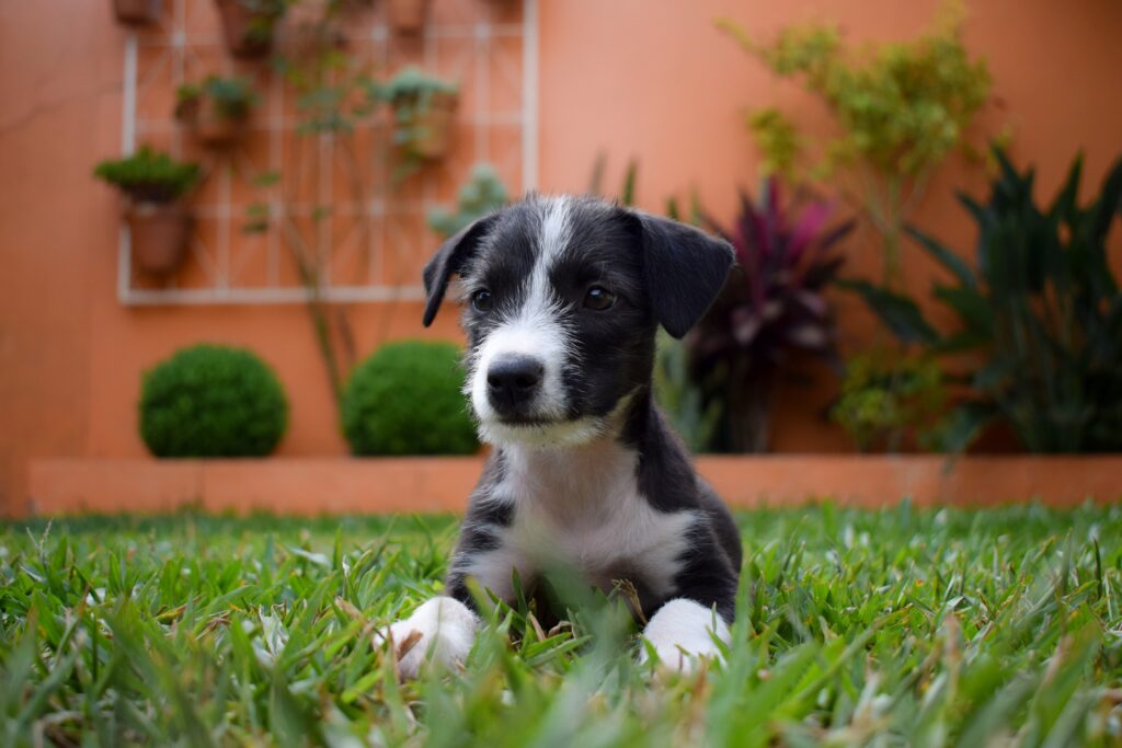 犬の写真