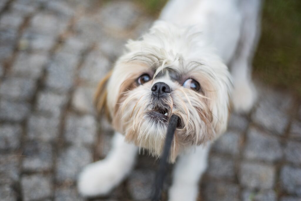 犬の写真