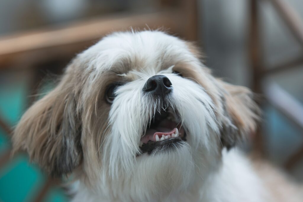 犬の写真