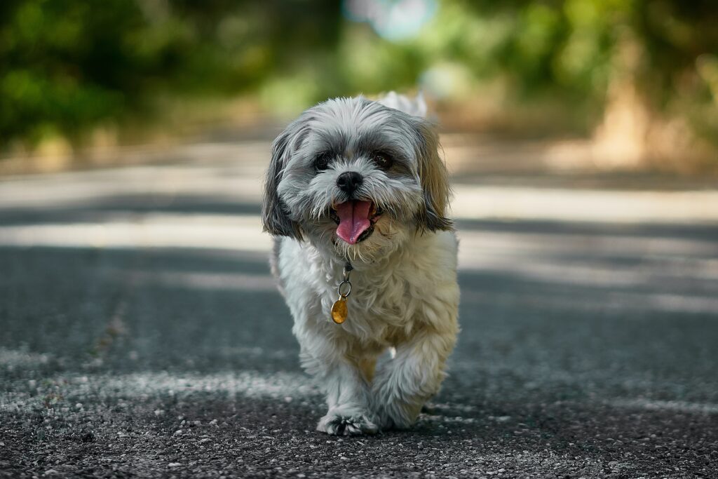 犬の写真