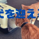 犬お迎え画像