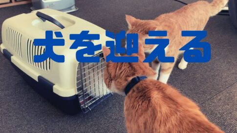 犬お迎え画像